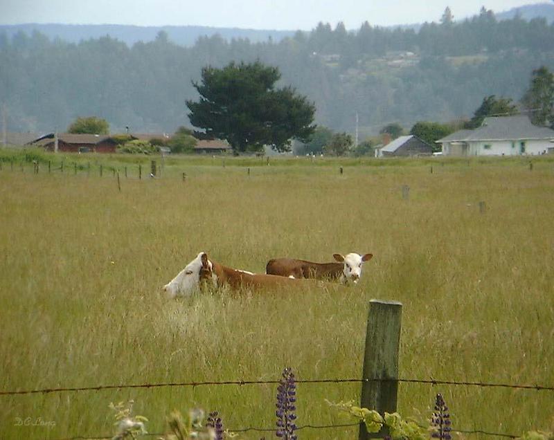 cows...; DISPLAY FULL IMAGE.