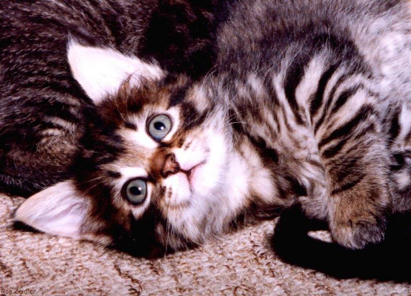 Kittens; DISPLAY FULL IMAGE.