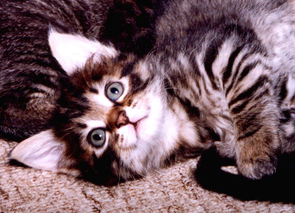 Kittens Image ONLY Kittens Image ONLY