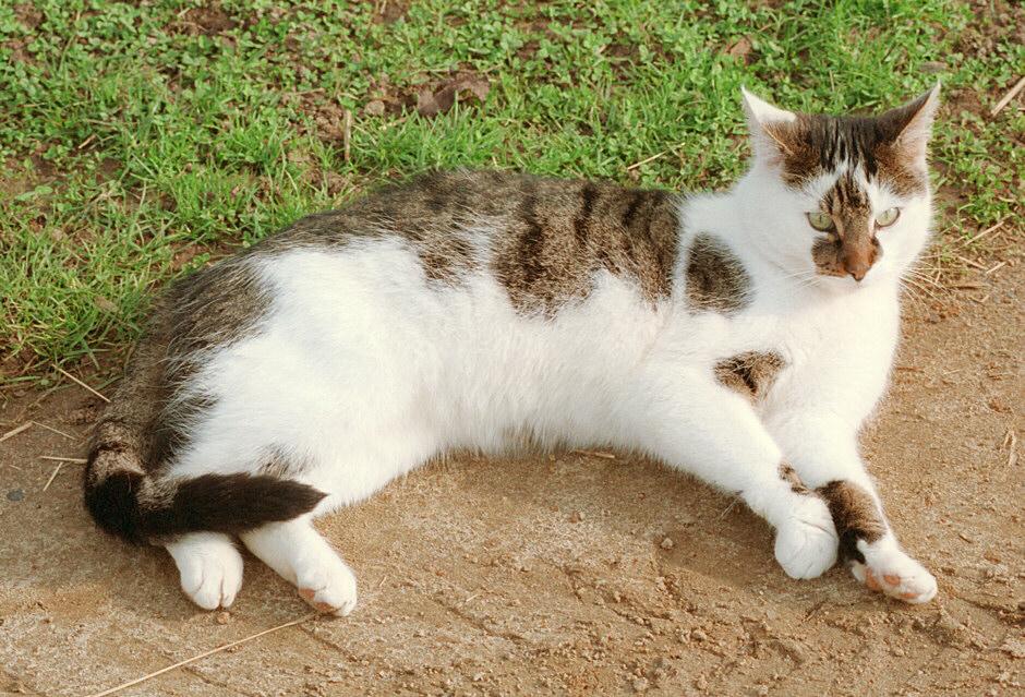 tabby cat white nose