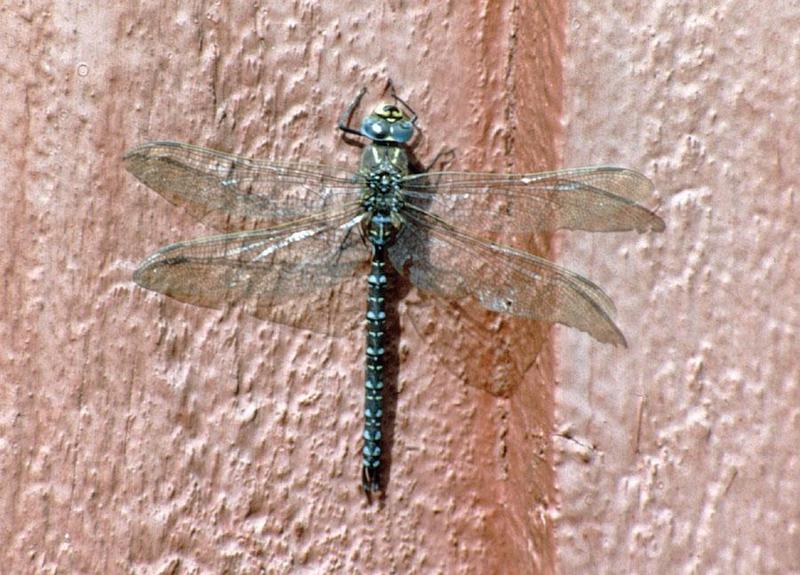 Souvenir from a Sweden Holiday - Dragon Fly on a wall; DISPLAY FULL IMAGE.