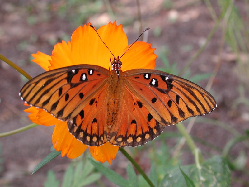 Butterflies g; DISPLAY FULL IMAGE.