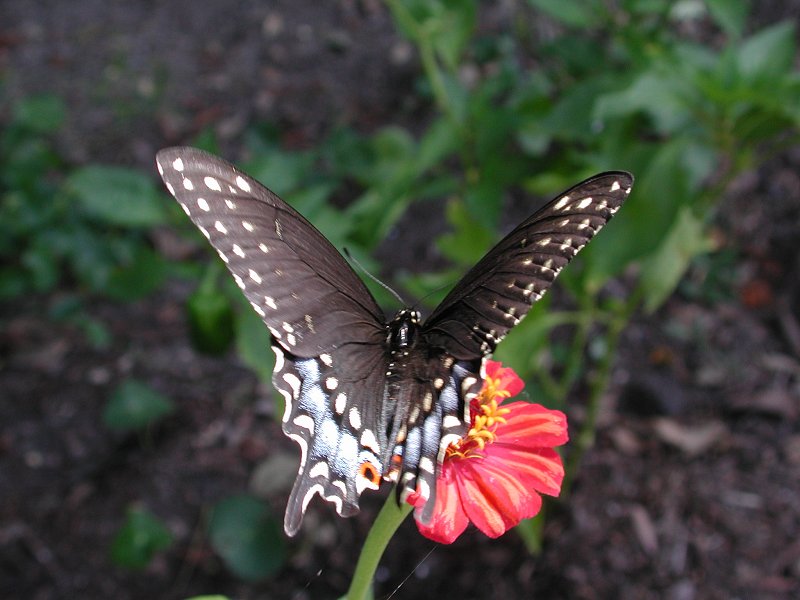 Butterflies h; DISPLAY FULL IMAGE.