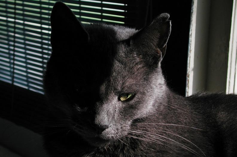 Moody Thomas (cat) picture; DISPLAY FULL IMAGE.