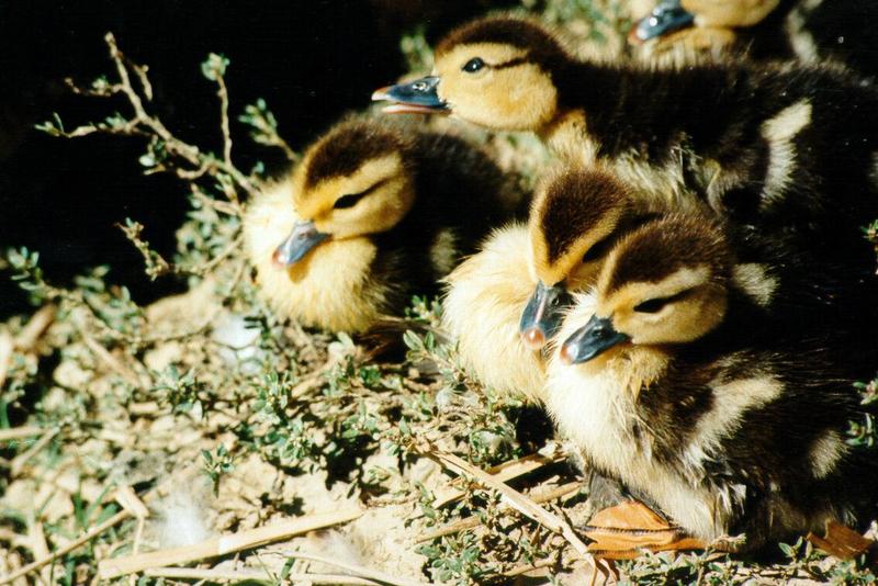 Ducklings - Paducah, KY - duck02.jpg; DISPLAY FULL IMAGE.