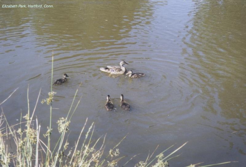Summer in the Park: Eliz-Ducks4.jpg; DISPLAY FULL IMAGE.