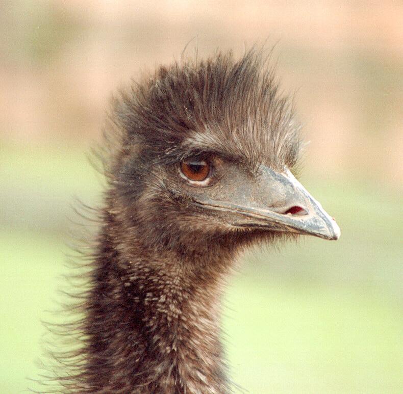 Want a sweet birdie portrait? Here's an Emu from Kruezen Animal Park; DISPLAY FULL IMAGE.