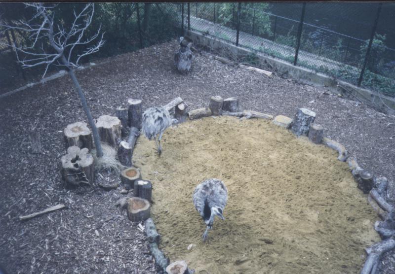 London Zoo: emus1.jpg; DISPLAY FULL IMAGE.