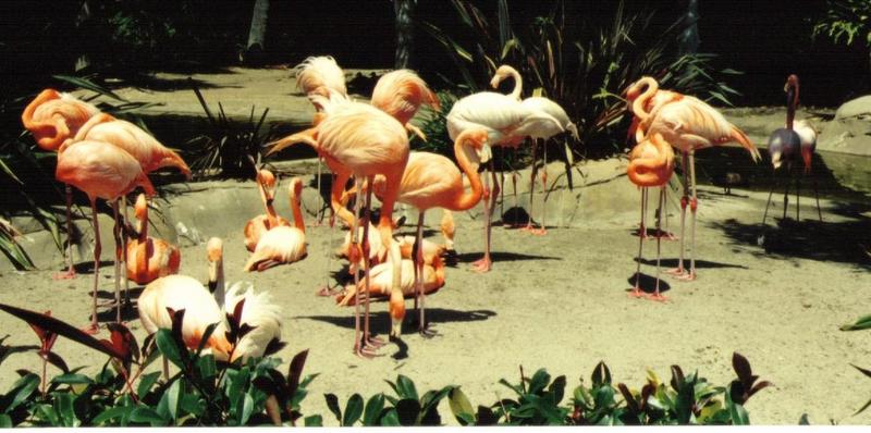 Re: Misc animals from the San Diego Zoo - Flamingo flock - flamongos 2; DISPLAY FULL IMAGE.