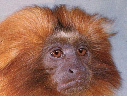 Golden Marmoset Monkey; Image ONLY