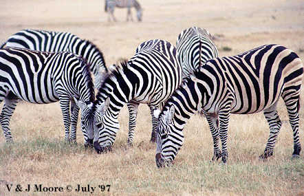 Zebras - Grant's zebra (Equus quagga boehmi); Image ONLY