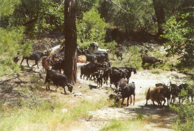 Misc Animals from Greece  - Cows_in_the_forest.jpg; DISPLAY FULL IMAGE.