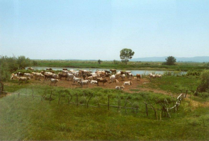 Misc Animals from Greece  - Cows_at_the_river.jpg; DISPLAY FULL IMAGE.