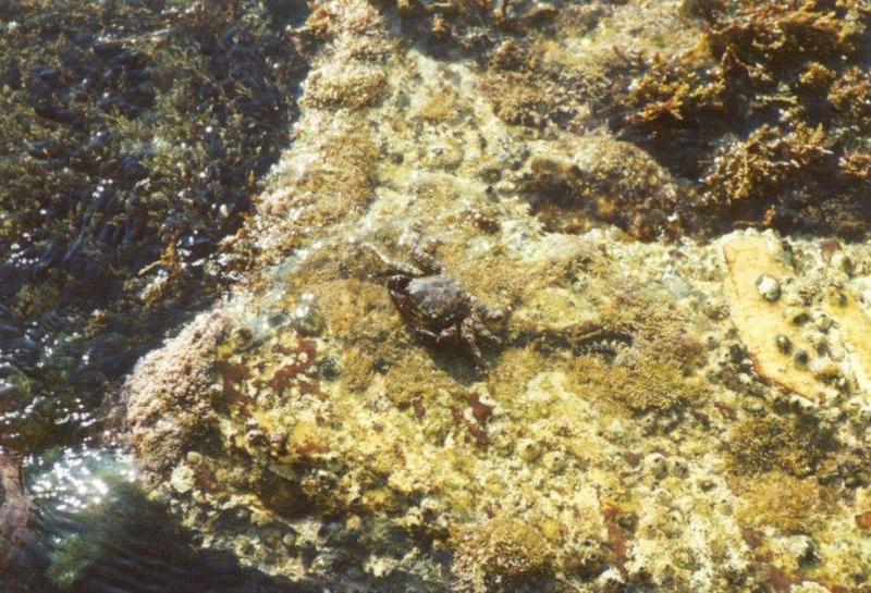 Misc Animals from Greece  - Crab_on_rock.jpg; DISPLAY FULL IMAGE.