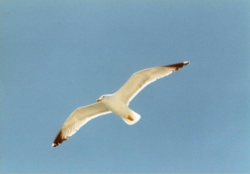 Misc Animals from Greece  - Gull_in_the_air1.jpg; DISPLAY FULL IMAGE.