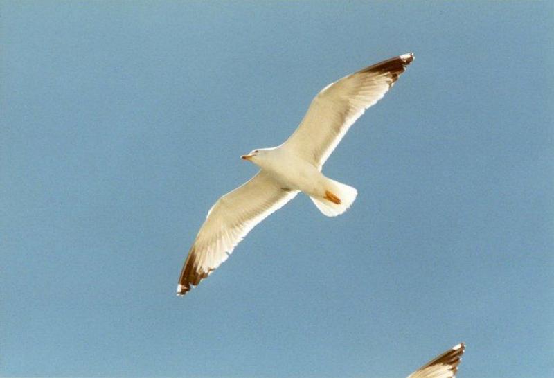 Misc Animals from Greece  - Gull_in_the_air2.jpg; DISPLAY FULL IMAGE.