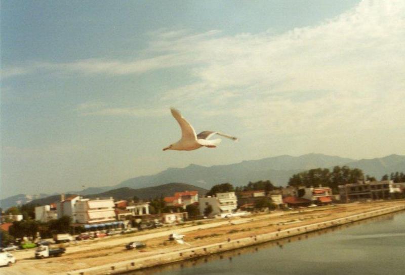 Birds from Greece - Gull_over_harbour.jpg; DISPLAY FULL IMAGE.