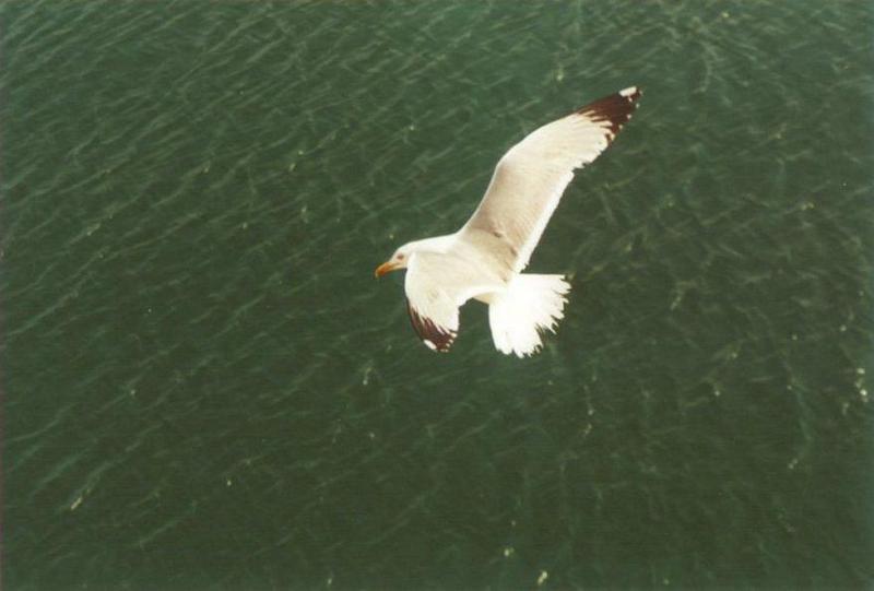 Birds from Greece - Gull_over_sea.jpg; DISPLAY FULL IMAGE.