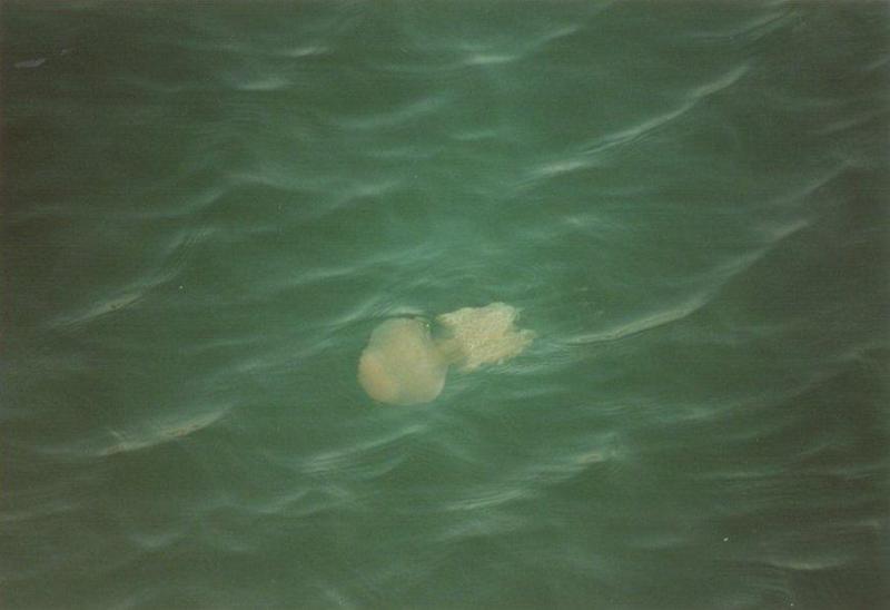Misc Animals from Greece  - Jellyfish.jpg; DISPLAY FULL IMAGE.