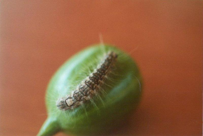 Insects from Greece 1 - Caterpillar_on_fruit.jpg; DISPLAY FULL IMAGE.