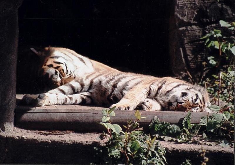 Hagenbeck Zoo pics continued - Tiger in a comfortable Position...; DISPLAY FULL IMAGE.