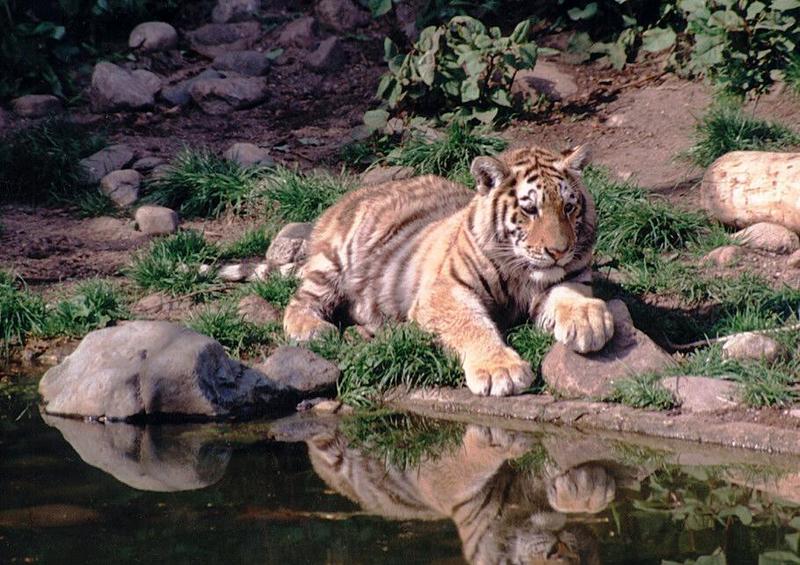 Hagenbeck Zoo - still not running out of tigers - Miss Sweetcat relaxing in the sun; DISPLAY FULL IMAGE.