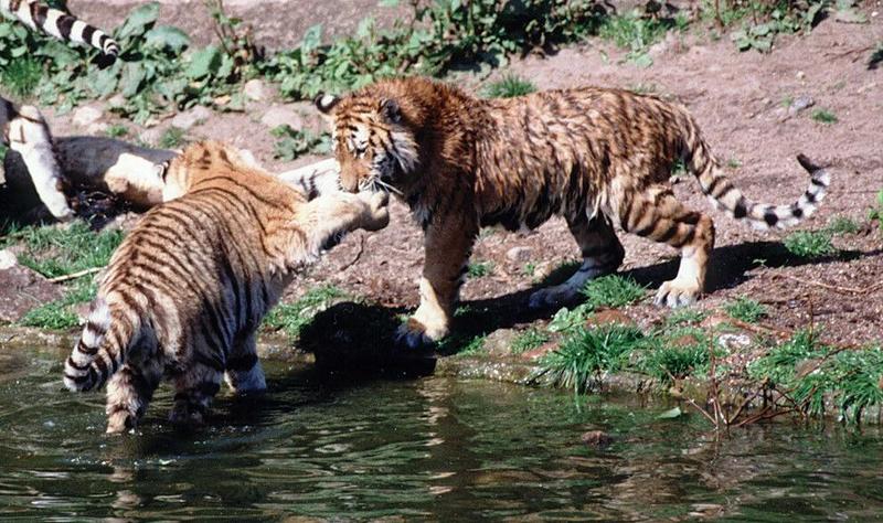 Hagenbeck Zoo - more tiger tails - the young ladies having a wet game; DISPLAY FULL IMAGE.