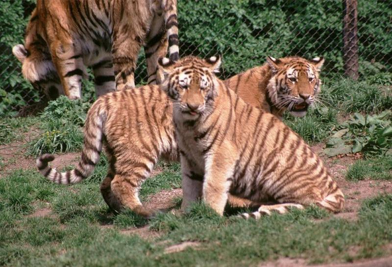 Hagenbeck Zoo - tigers, as promised - more of the little girls; DISPLAY FULL IMAGE.