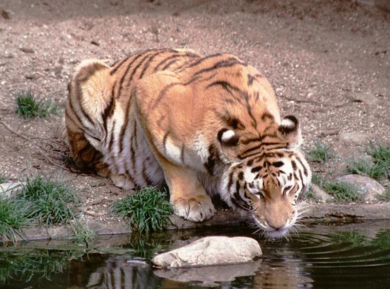 Hagenbeck Zoo - More tigers - Daddy having a drink; DISPLAY FULL IMAGE.