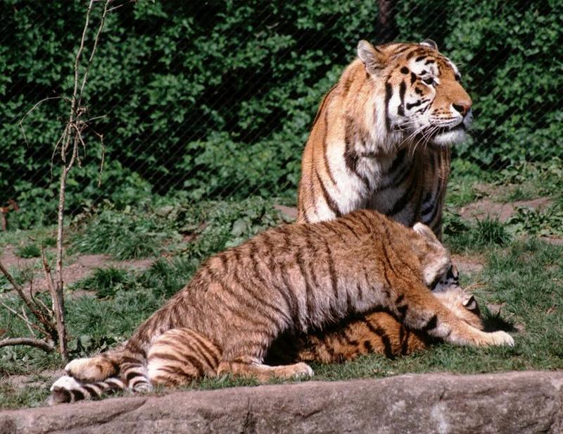 Hagenbeck Zoo again - Yes, I've got more tigers :-) - Daddy and the kids; DISPLAY FULL IMAGE.