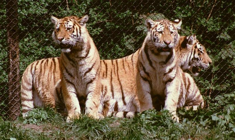 Hagenbeck Zoo - got my Tiger pics back - let me introduce you to the gang; DISPLAY FULL IMAGE.