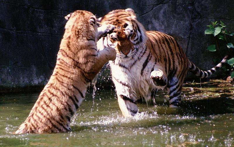 Hagenbeck Zoo - More wet tigers anyone? Dad and daughter at play; DISPLAY FULL IMAGE.