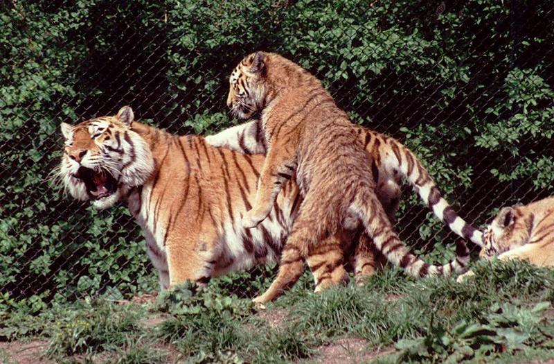 Hagenbeck Zoo - More Tiger Tails - Kitty climbing Daddy; DISPLAY FULL IMAGE.