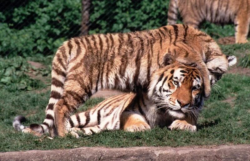 Hagenbeck Zoo - sorry, still more tigers :-) - the young lady walking across daddy; DISPLAY FULL IMAGE.