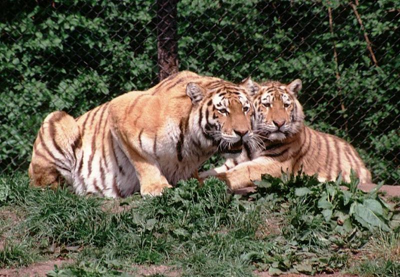 Hagenbeck Zoo - Tigers anyone? Daddy and daughter looking out for a snack; DISPLAY FULL IMAGE.