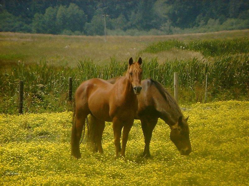 more horses; DISPLAY FULL IMAGE.