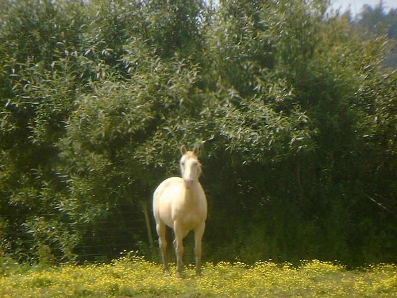 more horses 2; DISPLAY FULL IMAGE.