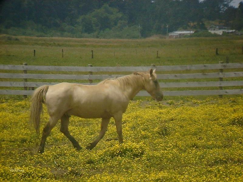 more horses 3; DISPLAY FULL IMAGE.