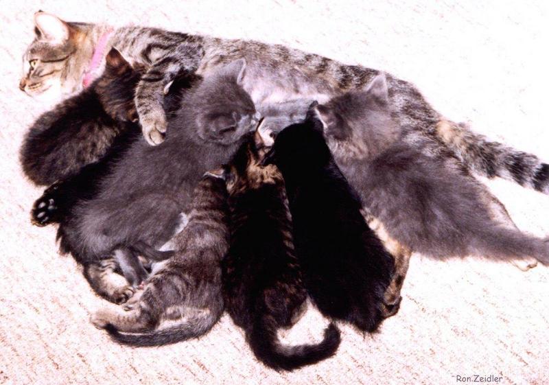 Kittens; DISPLAY FULL IMAGE.