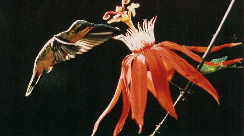 Re: Hummingbirds Please - Humbird.jpg; DISPLAY FULL IMAGE.