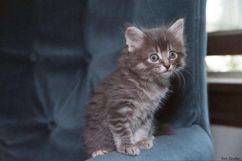 A favorite kitten photo; DISPLAY FULL IMAGE.