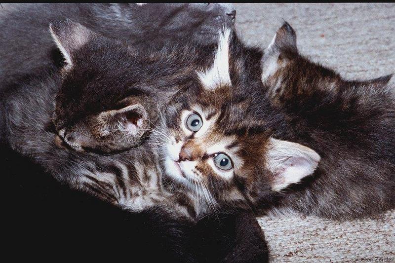 Kittens: A pile of kittens; DISPLAY FULL IMAGE.