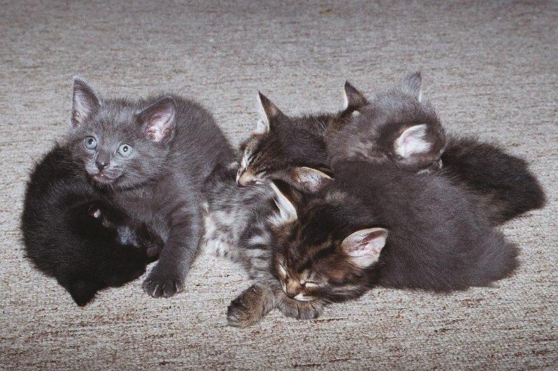 Kittens: A bigger pile of kittens; DISPLAY FULL IMAGE.