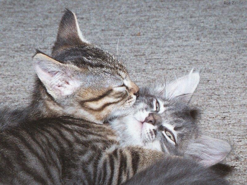 Kittens: Little buddies (2); DISPLAY FULL IMAGE.