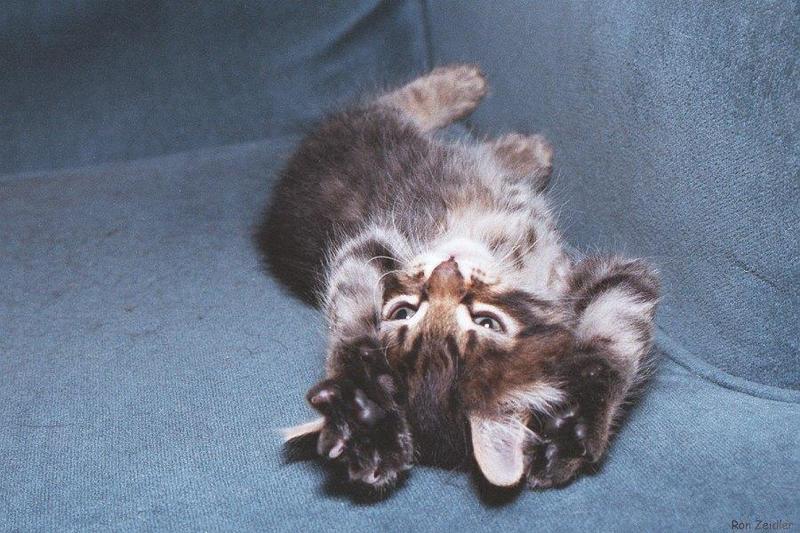 Kitten stretching; DISPLAY FULL IMAGE.