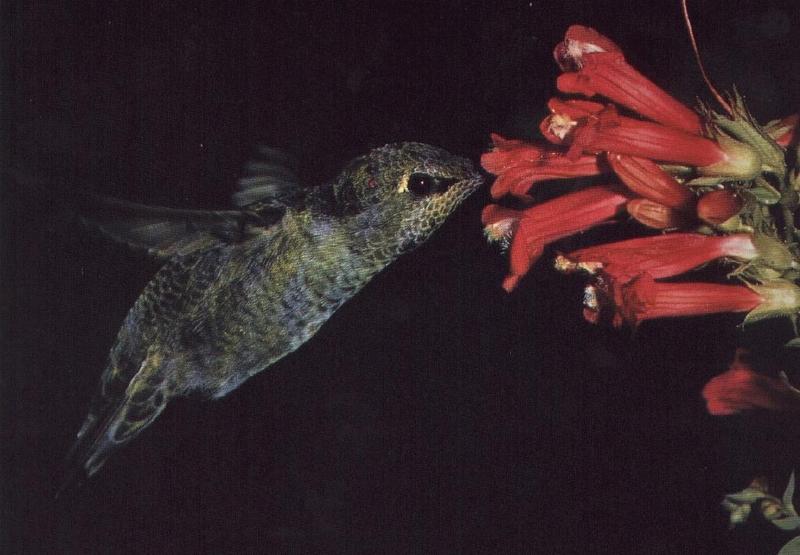 Re: Hummingbirds Please (2 pics with 460 kb); DISPLAY FULL IMAGE.