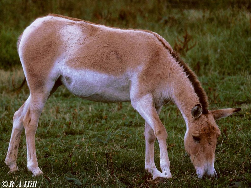 Turkmenian Wild Ass (Equus hemionus kulan); DISPLAY FULL IMAGE.