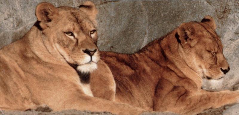 Another old print scanned - Lionesses at Hagenbeck Zoo - and a remark on photo prints; DISPLAY FULL IMAGE.