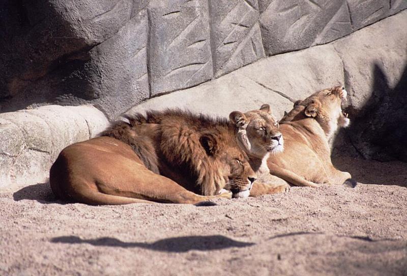 Hagenbeck zoo continued - the lion group in their favourite ... well ... activity :-); DISPLAY FULL IMAGE.