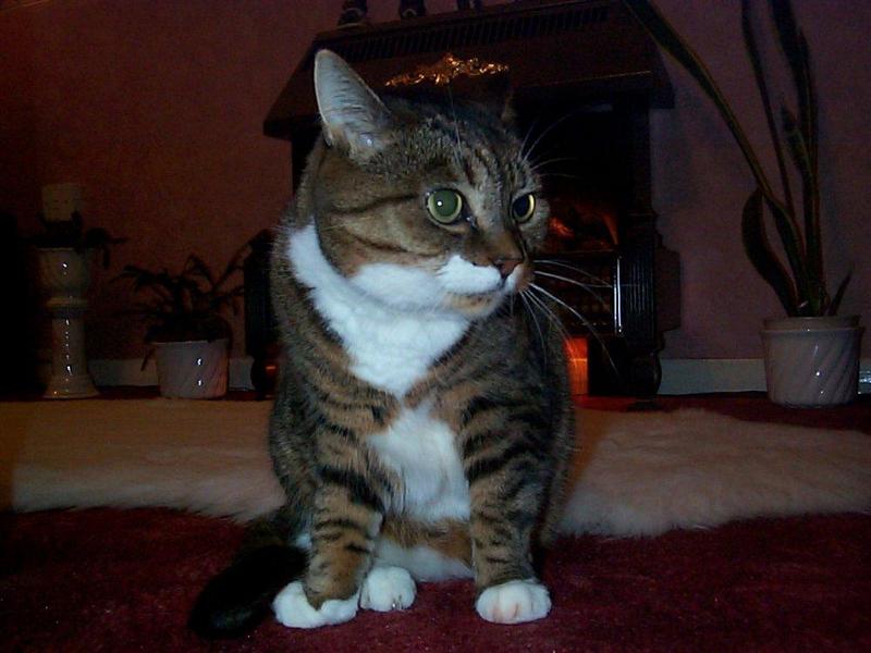 Lucy The Cat Digi-Pix (Kodak DC 200 Plus) - lucy01.jpg(1/1) 101016 bytes; DISPLAY FULL IMAGE.
